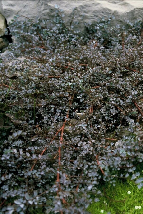 Enhance your garden with versatile ground covers